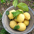 Cetara: 19 e 20 luglio le giornate dell’oro giallo, "A fronne ‘e limone"