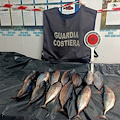 Nuovo blitz Guardia Costiera al porto di Cetara: sequestrati altri 10 kg di piccoli tonni rossi /foto