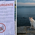 Troppi gatti randagi a Cetara, Comune invita cittadini a non sfamarli ma ENPA diffida a rimuovere manifesti